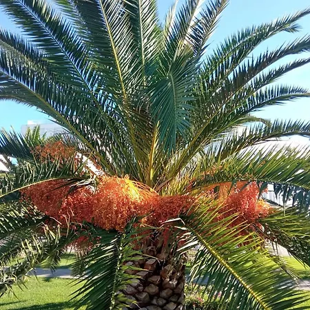 Shared By Oldtown And 400 M Away זאדאר